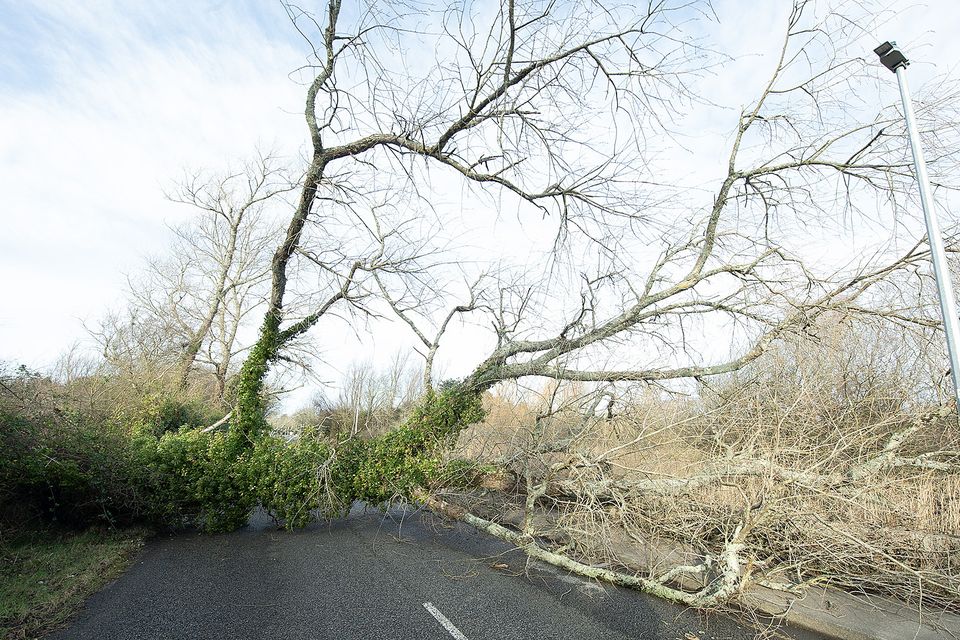 A fallen tree after Storm Eowyn in January. Photo: Jim Campbell