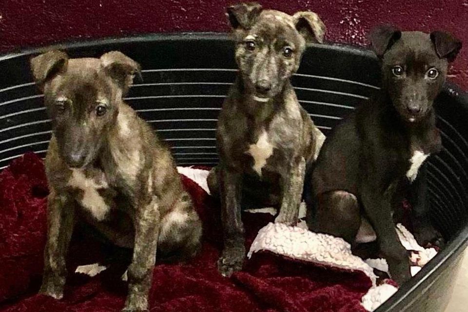 Dog abandoned with newborn pups on Christmas Eve in search for home