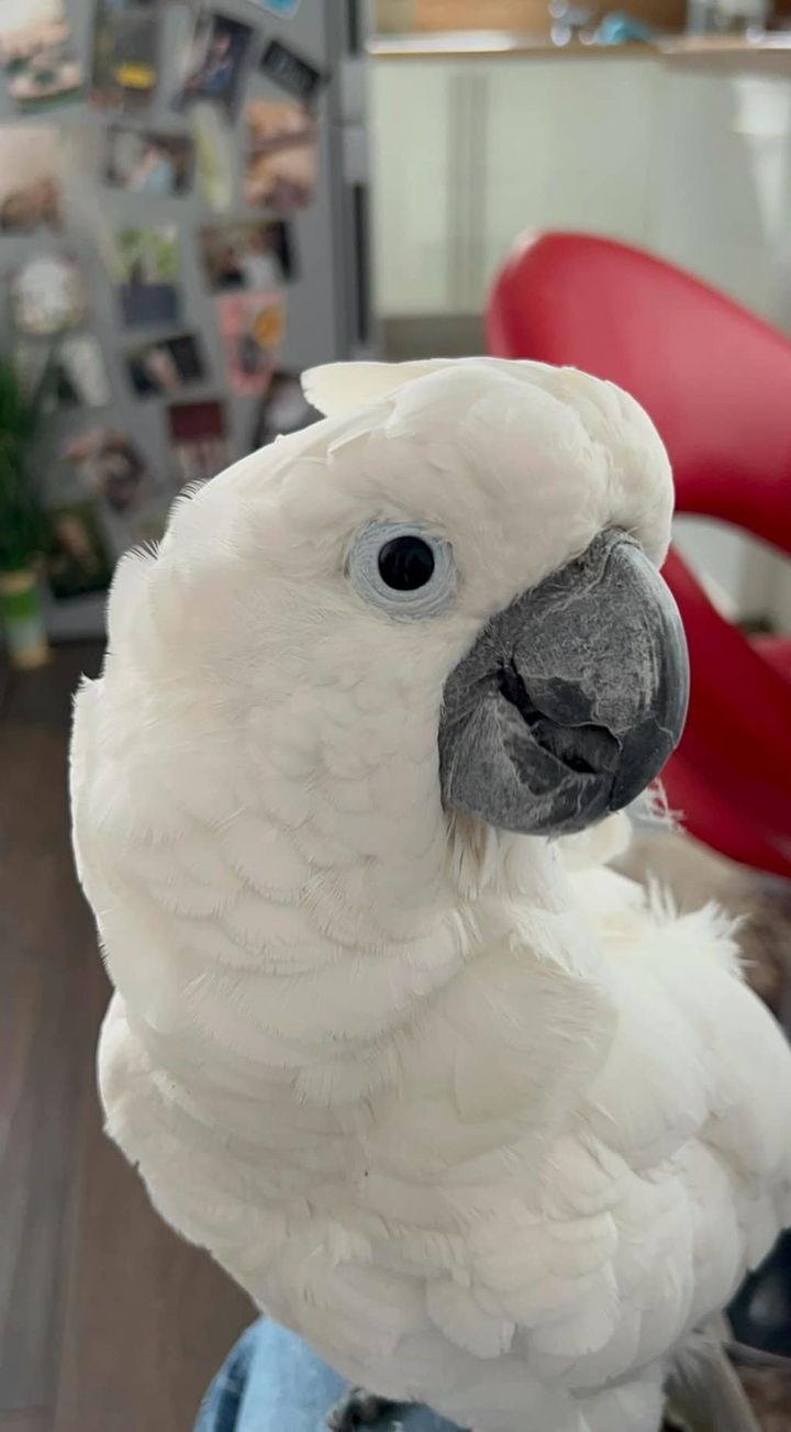 Court awards €2,000 to Kerry owners of German-speaking cockatoo who was lost in Wicklow