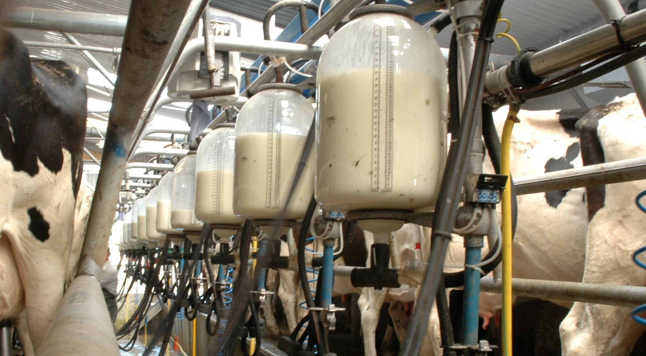 Milking производитель. Молоко ферма. Молочная ферма изнутри. Эффективная молочная ферма. Разлив молоко на ферме.