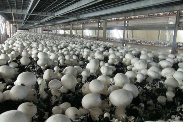 More work permits needed to save mushroom sector | Irish Independent