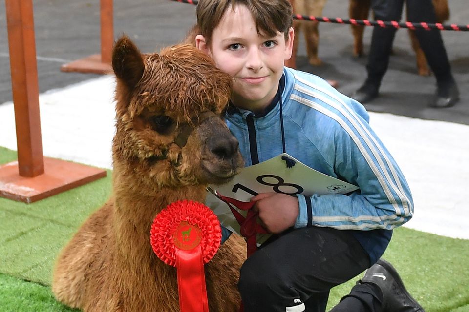 Why demand for alpacas is rocketing Irish Independent