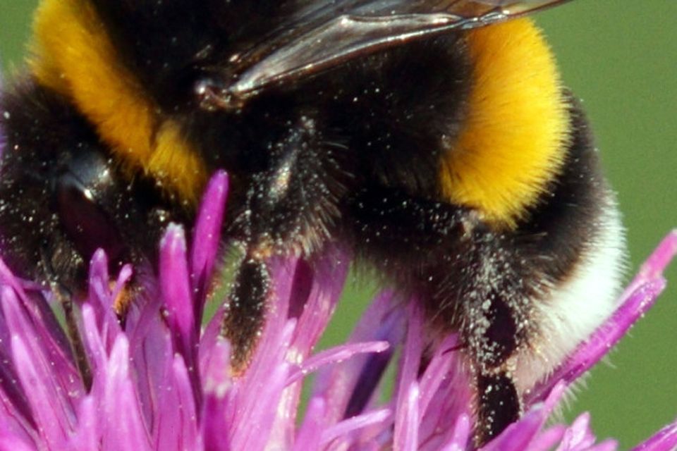 Bumblebees begin to emerge from hibernation