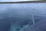 thumbnail: Seized salmon net at Roskeeragh Point off Mullaghmore.