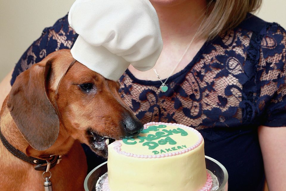 Pooch sales cake target