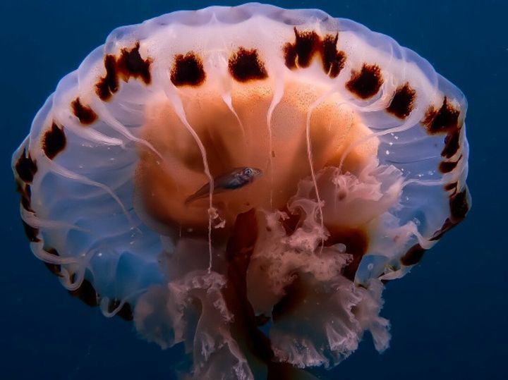 Amateur underwater photography awards for Sligo sub aqua members