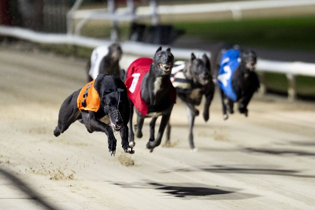 Record number of greyhounds euthanised at races in Ireland last year