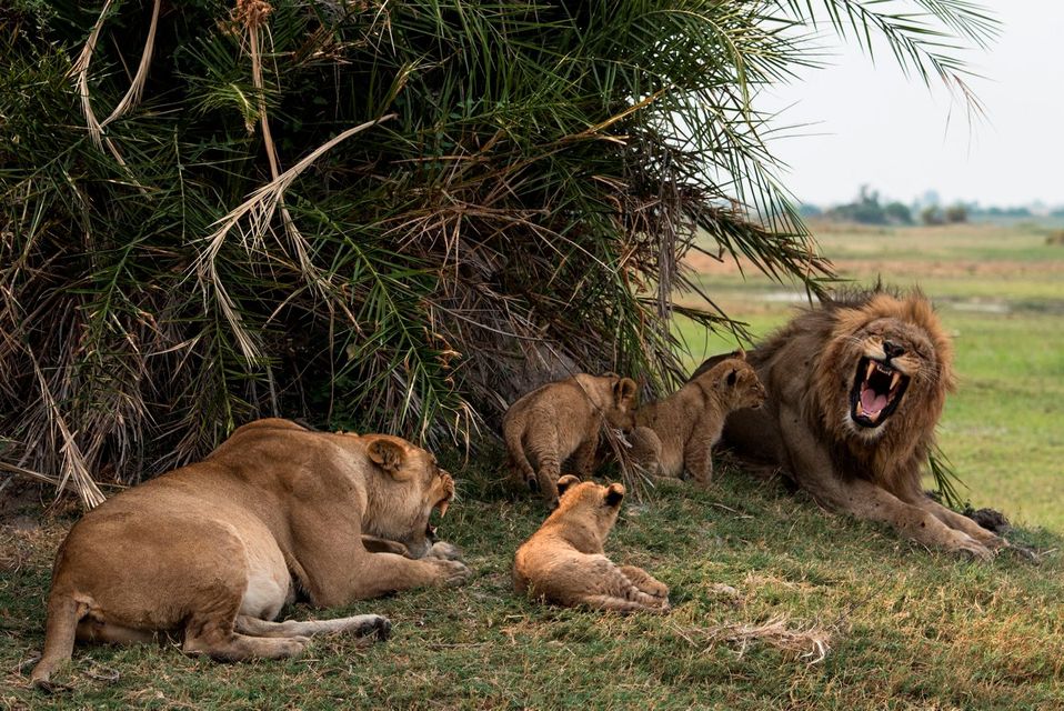 A Lion family at Great Plains Duba Expedition Camp, Botswana.  PA Photo/Sarah Marshall.