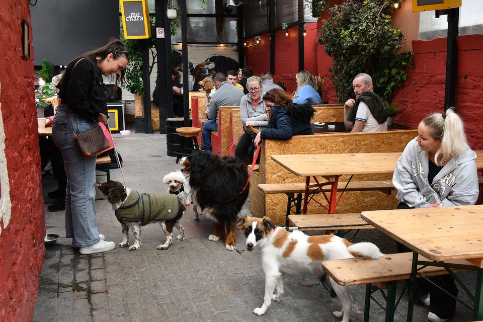 Time for a chat at the Dog Friendly Coffee Morning in aid of Dundalk Gog Rescue held in Mo Chara. Photo: Ken Finegan/www.newspics.ie