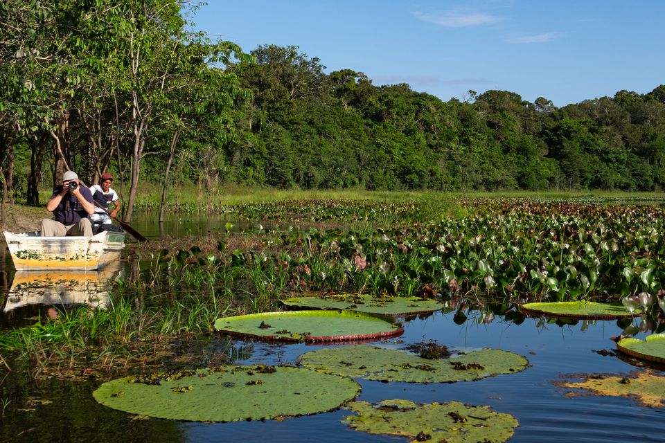 Giant lily pads at Rewa. PA Photo/Sarah Marshall