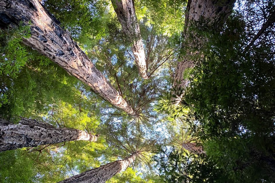 Photo of redwoods at Glen Oaks, Big Sur. Photo: Hannah Stephenson/PA.
