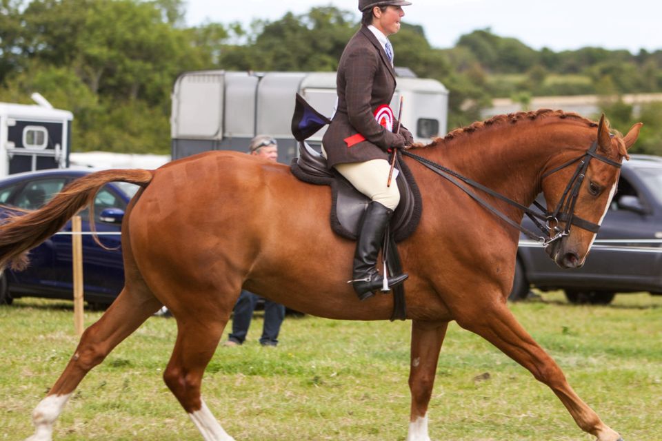 Movement is a key factor in achieving success in the show ring. Pictured above is Jane Bradbury on a lap of honour after Bloomfield Executive won the hunter championship at the recent Gorey Agricultural Show