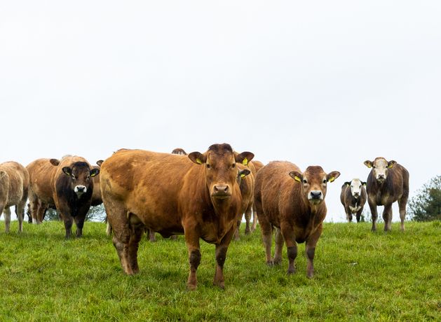 Darragh McCullough: Farming’s Biggest Challenge Is Succession