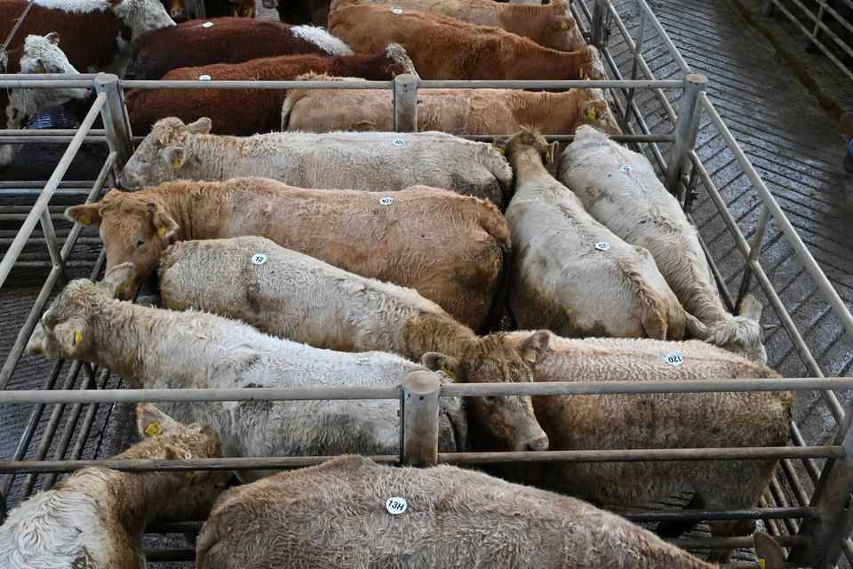 'Farmers seemed hell-bent on buying lighter cattle regardless of price'. Photo: Roger Jones