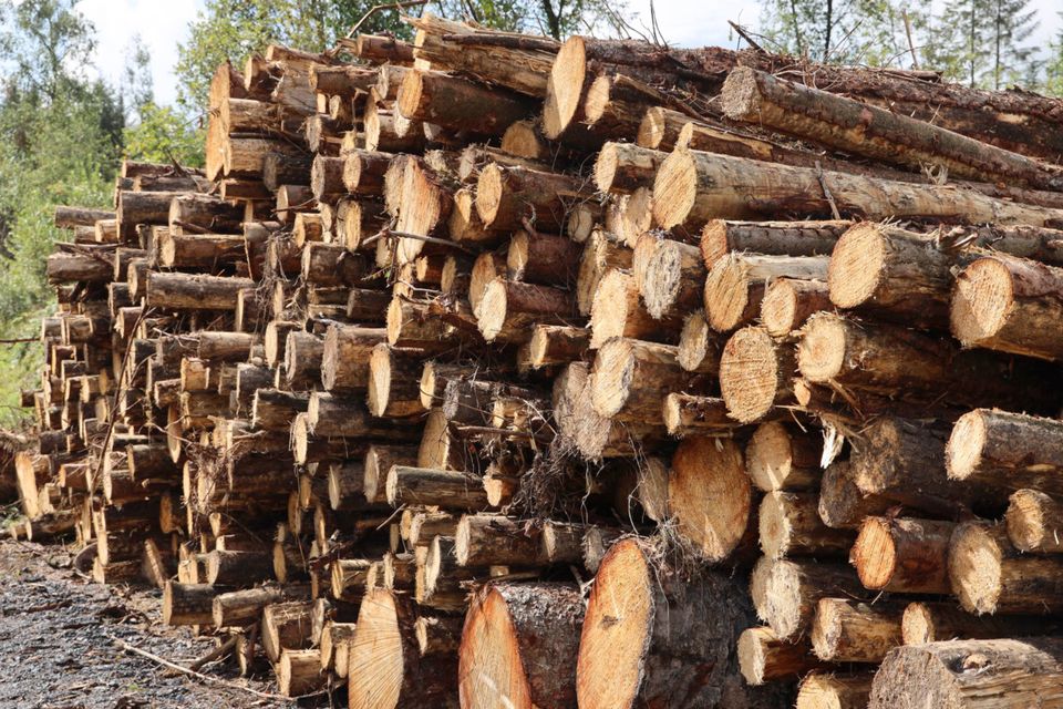 McAuley said that a new streamlined appeals process had also allowed environmentalists and others to easily submit blanket objections to most forestry projects, with 60,000 tonnes of timber stalled in one week alone this month (stock photo)