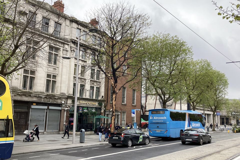 The tree on O'Connell Street which will now have to be cut down