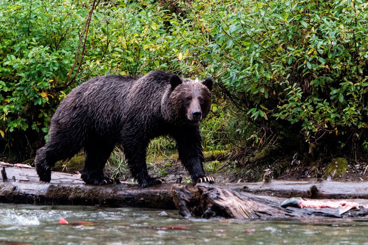 The Bear Club — Ghost x male reader? The reader is deaf (uses