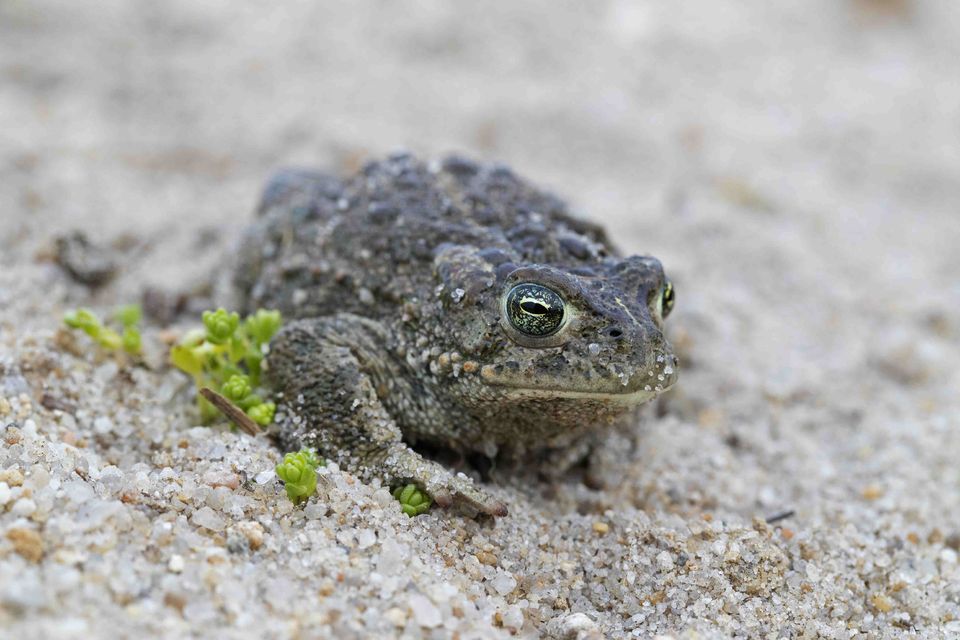 Natterjack toads are critically endangered, with nine out of 10 toadlets not making it to adulthood. Photo: Getty