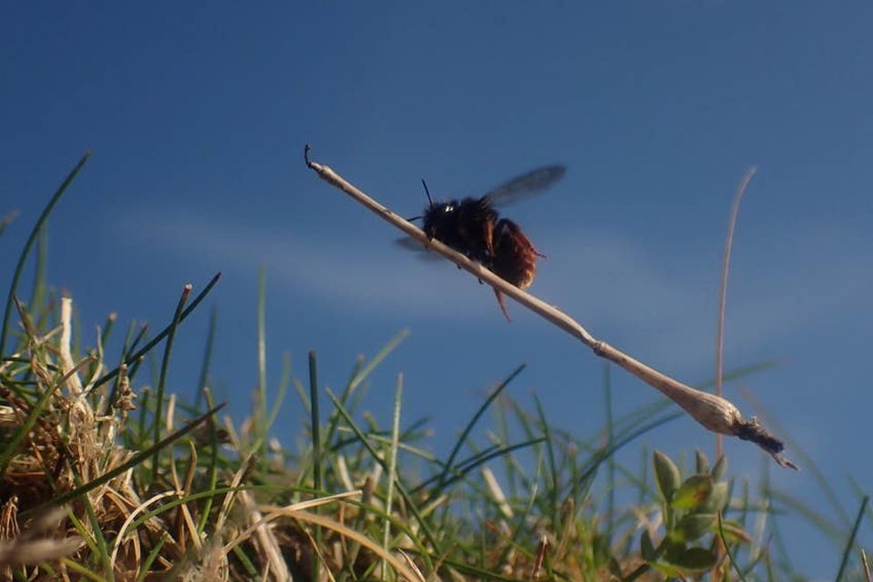 A bee that appears as though it is riding a tiny broomstick will feature in David Attenborough’s Wild Isles series