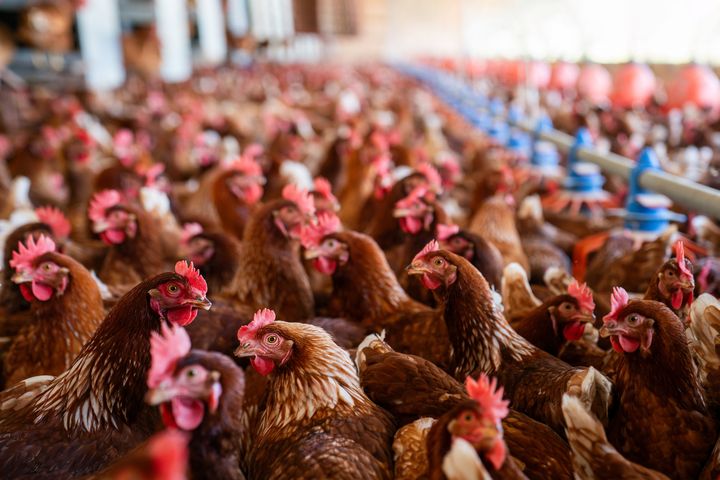 Profits jump for ‘Chicken King’ behind Ireland’s Grove Farm