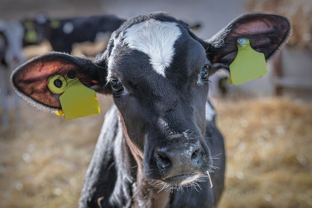 Study: Long-distance transport compromises calf health regardless of age or pre-travel preparation