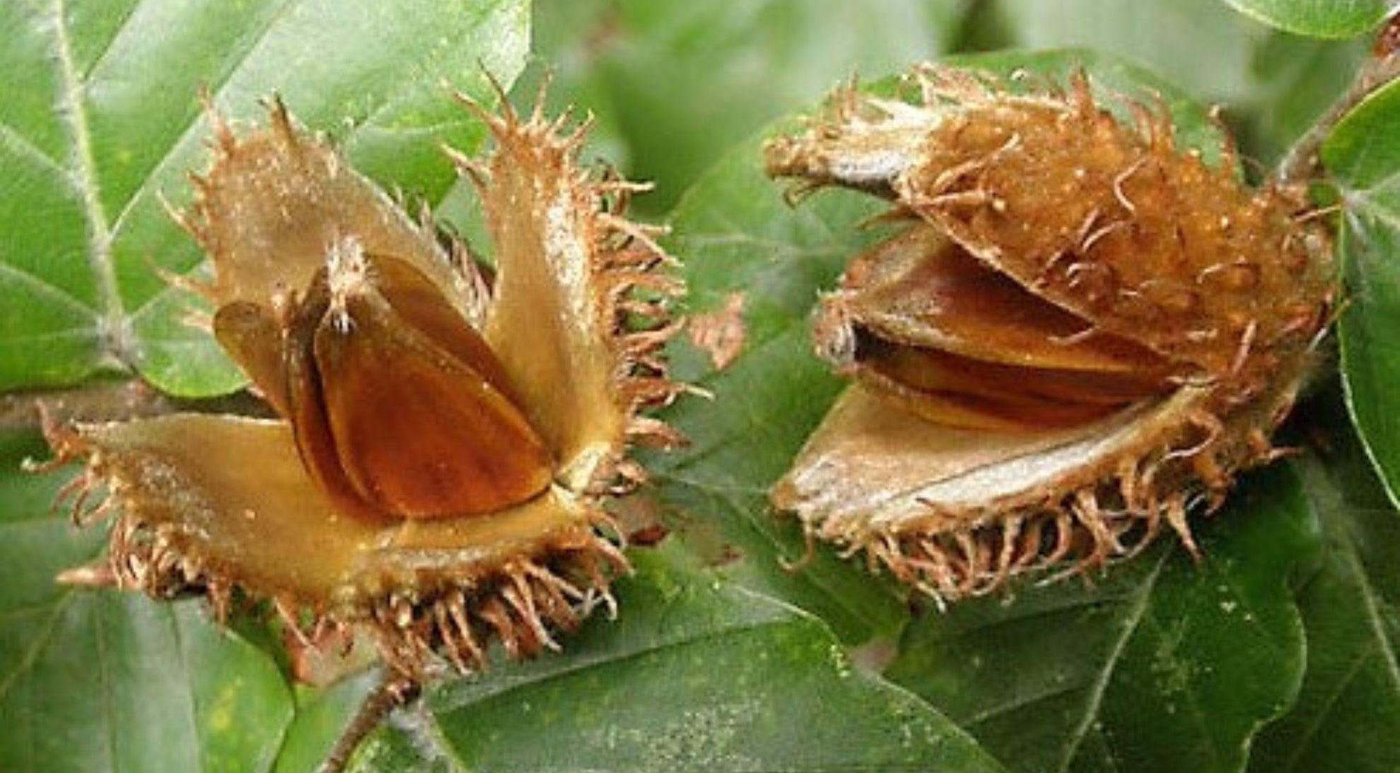 Beechnuts - small and edible, if somewhat unpleasant | Independent.ie