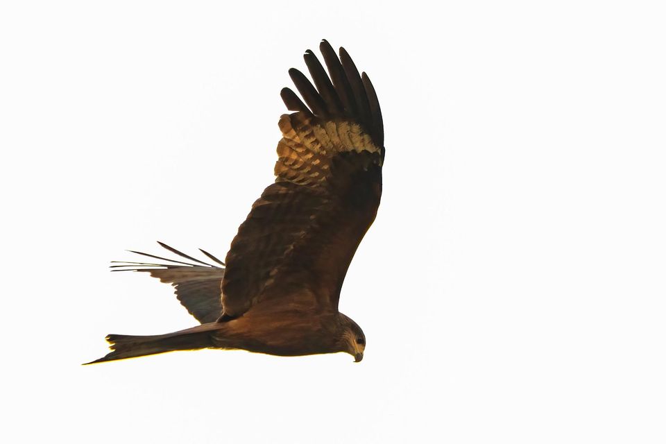 The red kite will sometimes help itself to the contents of your clothes line. Photo: Getty Images