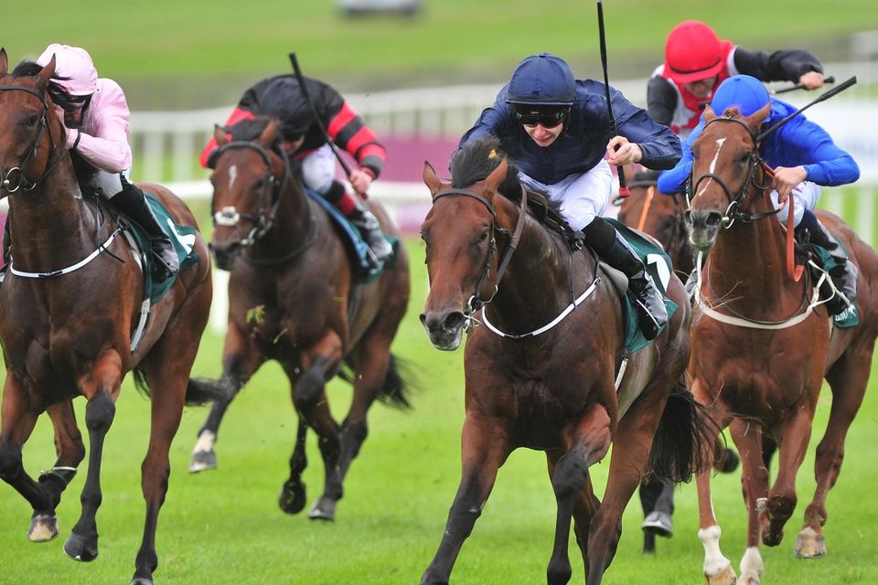 Air force blue clearance racehorse