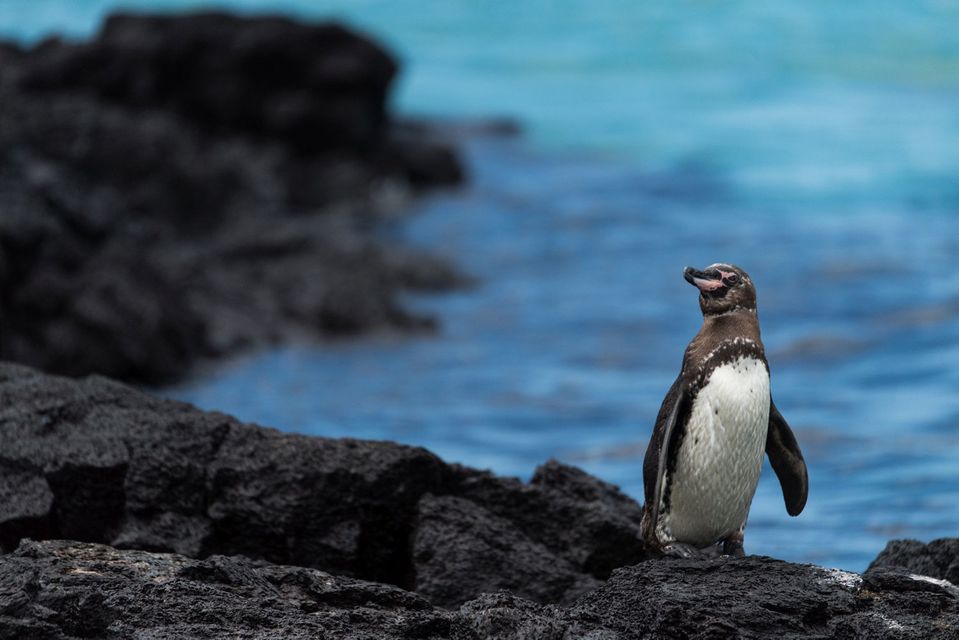 A Galapagos penguin on Isabela Island. PA Photo/Sarah Marshall.