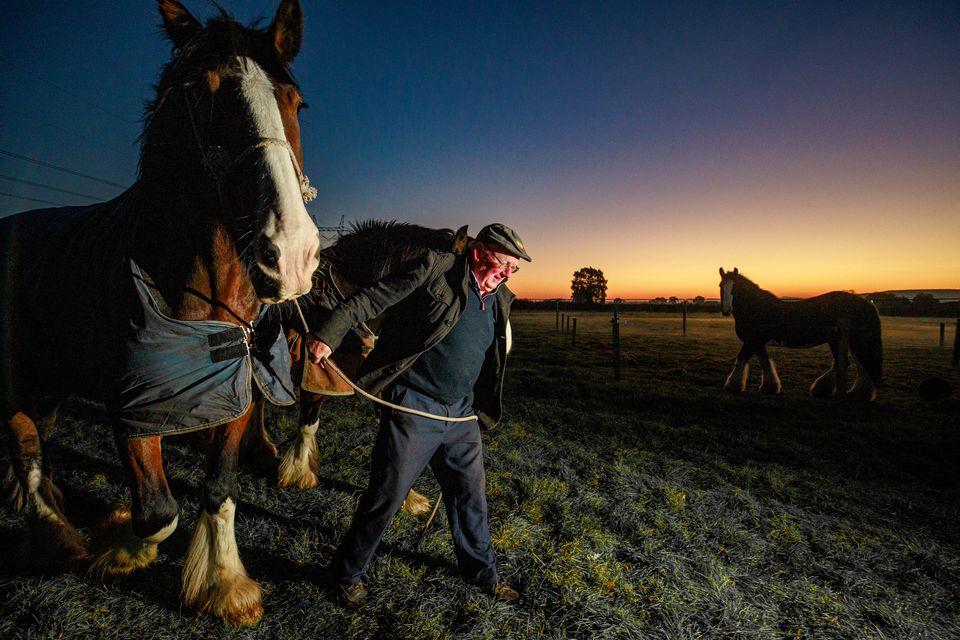 Colman Cogan from Sligo with his horses Ned and Ted heading for their breakfast during sunrise on day two of the National Ploughing Championships in Ratheniska.
Pic: Mark Condren