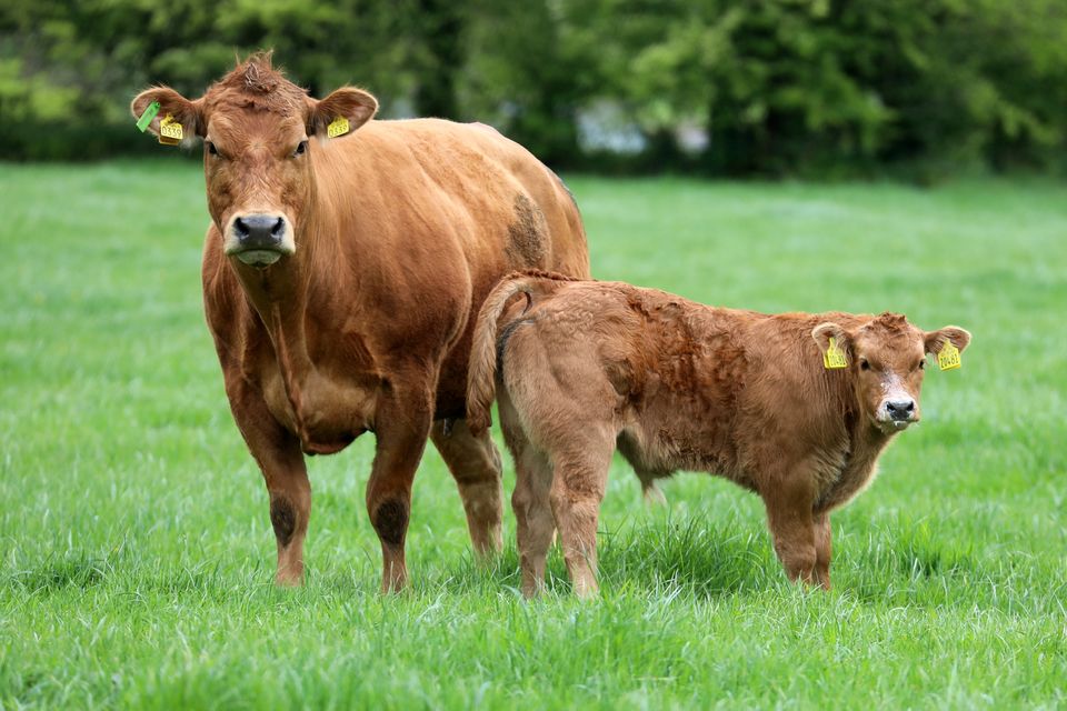 Issues could arise for small farmers during calving season