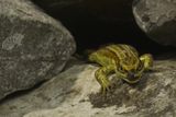 thumbnail: The common lizard of the Burren. Credit: Eire Fhiain / TG4
