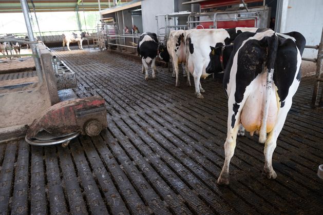 Amazon backed firm’s methane-eating microbes pass key test cutting dairy farm emissions