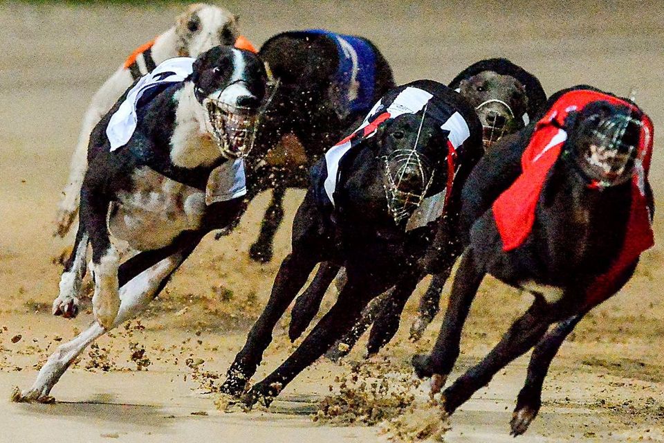 The race of the night can be Heat 7 where hopefully Pat Buckley’s Droopys Roddick (8.51) can make a slick start and get the better of those formidable trackers You Never Listen and Eden The Kid Stock photo: Cody Glenn / SPORTSFILE