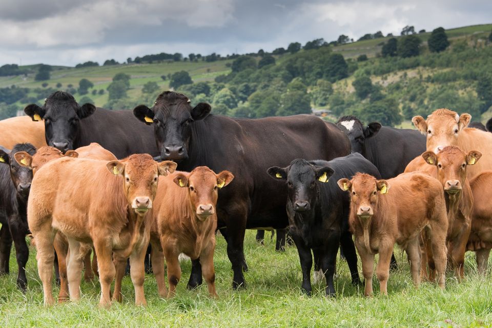 ICBF CEO Sean Coughlan said that analysis by his organisation shows that five star cows had the most weanlings exported. Stock Image: Getty