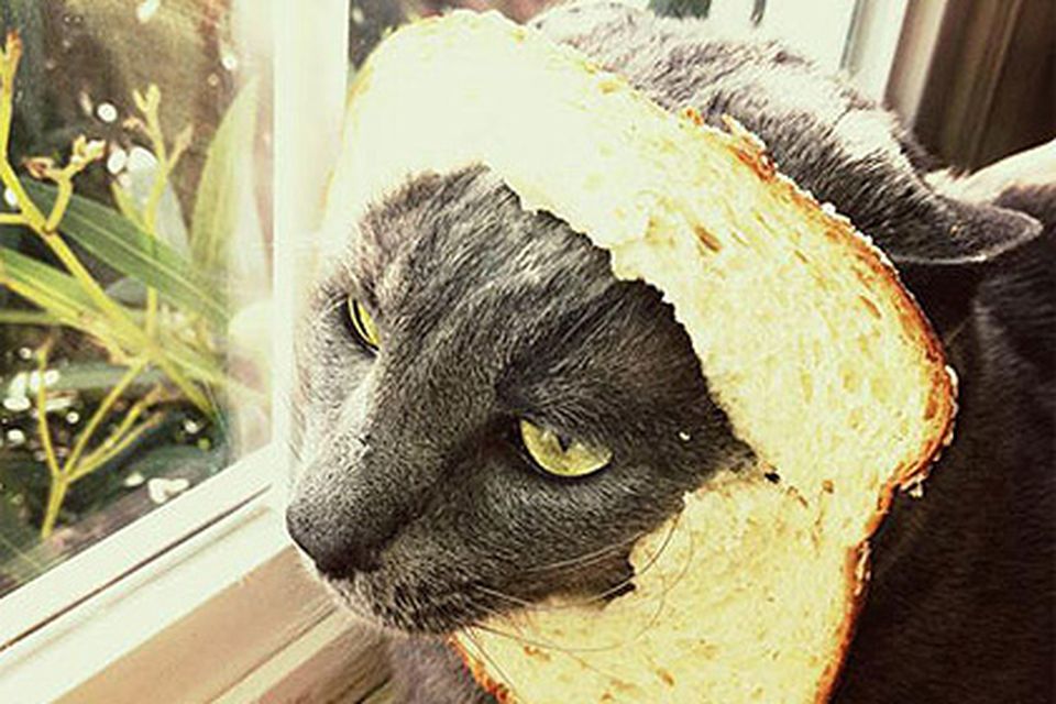 Cats wearing outlet bread