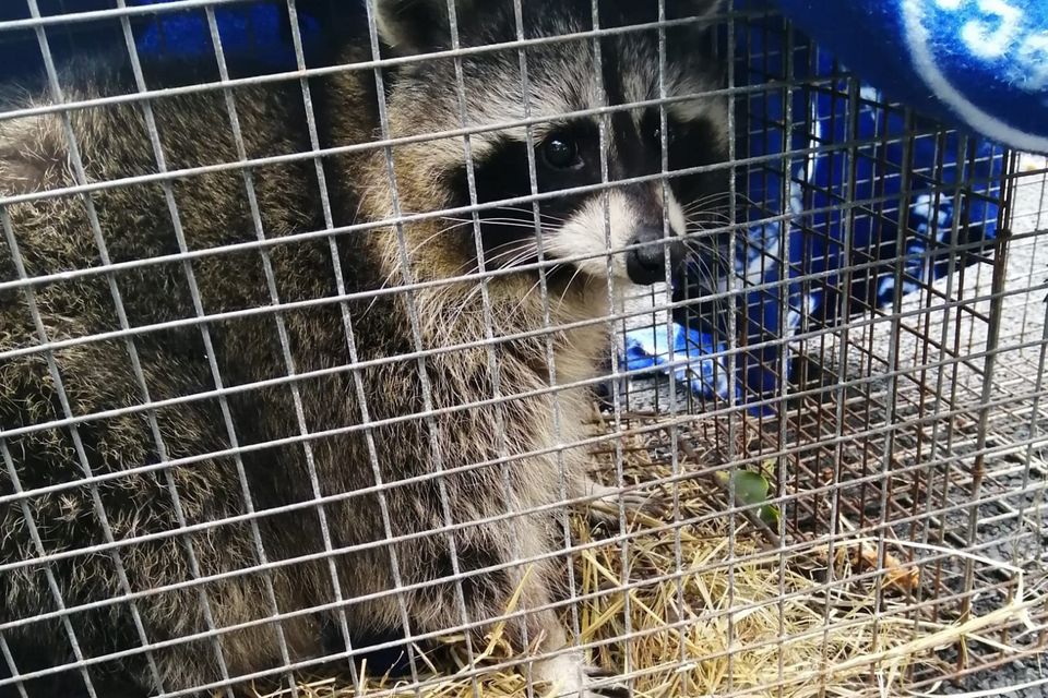 The racoon was finally captured on Tuesday, November 28.