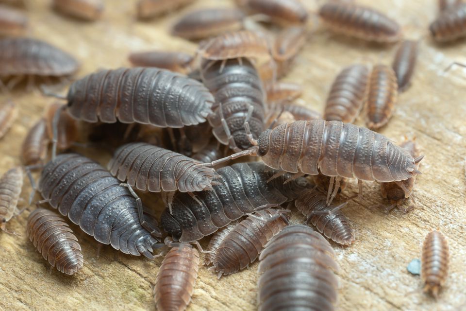 Woodlice are great at spreading seeds. Photo: Getty