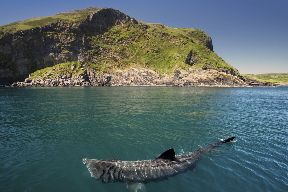 Basking sharks, like this one pictured off Baltimore, Co Cork, are under threat. Photo: Getty