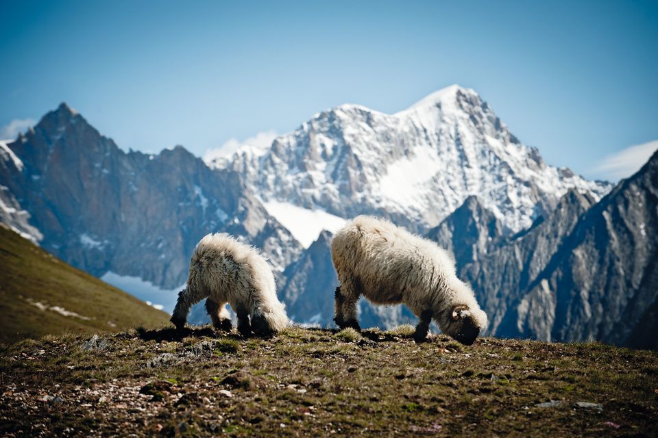 Watching for wolves: ‘I told my husband we’d be shepherding a flock of sheep for two nights of our Swiss holiday’