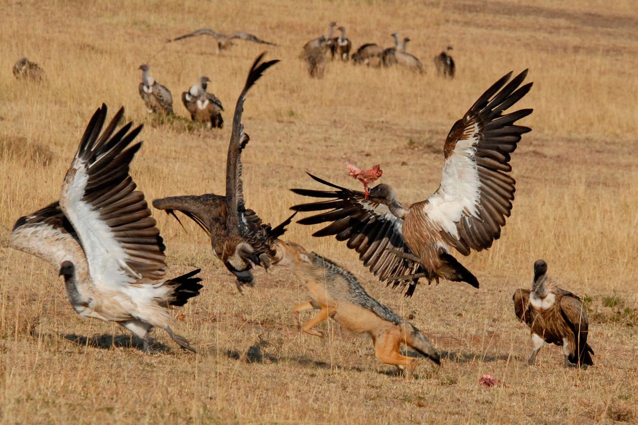 Vultures are 'eyes in the sky' for hungry hyenas and jackals