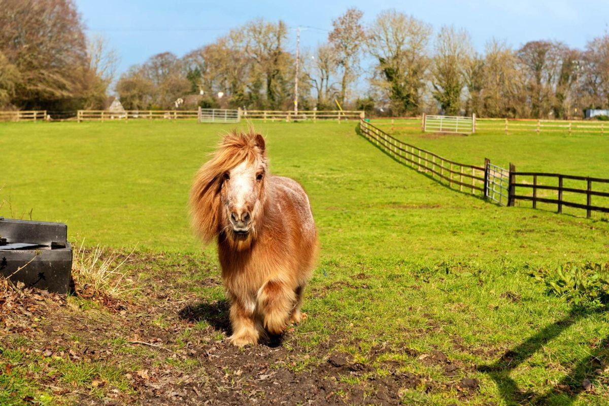 See inside an equestrian’s paradise on the market in Co Kildare for € ...