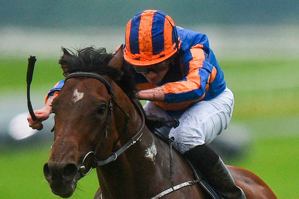 Ryan Moore will be hoping to partner Churchill to another win at Royal Ascot. Photo: Sportsfile