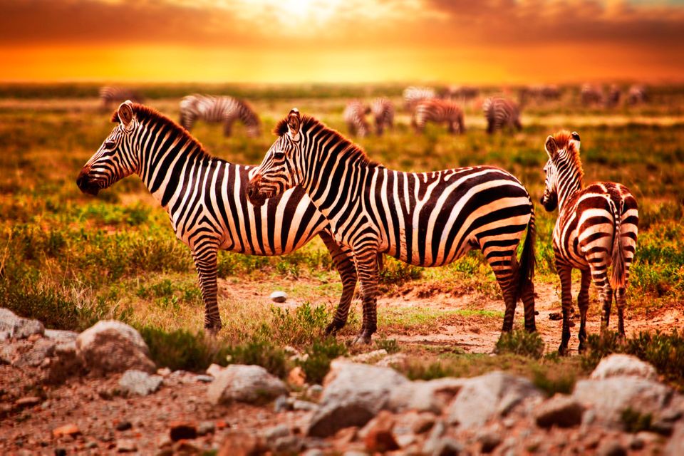 Zimbabwe: Zebras herd at sunset. Photo: Deposit