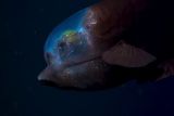 thumbnail: The barreleye fish has a transparent skull