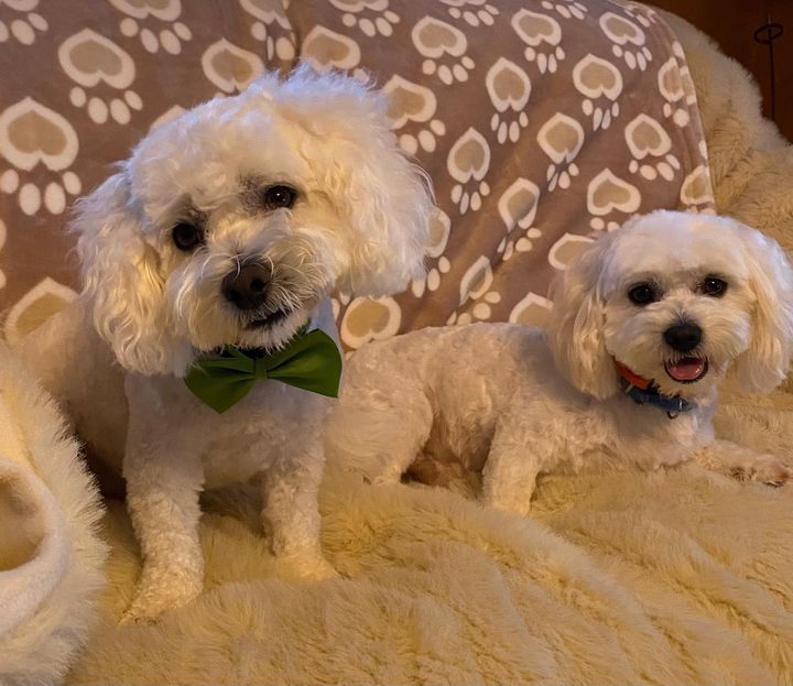 Kerry owners stunned as dog’s car horn antics go global – ‘He’s always at it, his patience is very thin!’