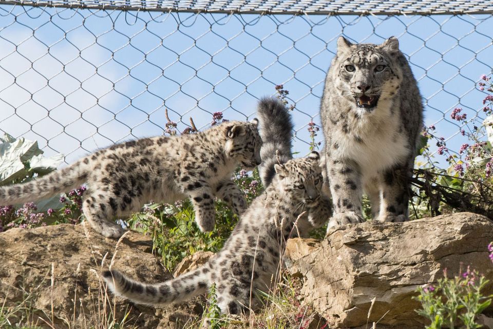 Snow leopard upgraded to 'vulnerable' status