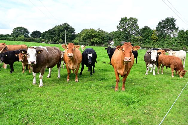 Irish Grass Fed Beef PGI survives EU court challenge