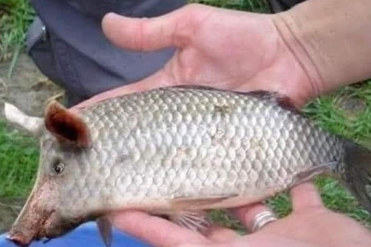 Reports of 'Japanese Hog-Fish' leave west Wicklow residents starving