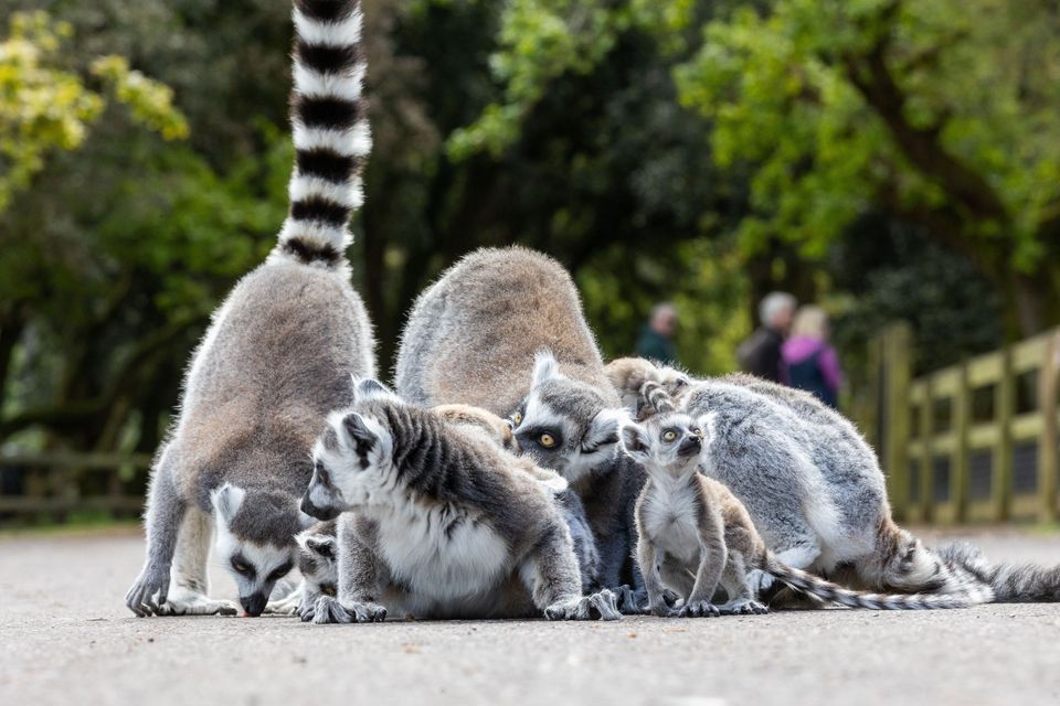 Three of the new born baby ring-tailed lemurs in Fota Wildlife Park, Cork. Picture: Darragh Kane